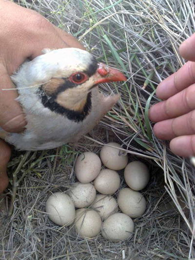 دانستنی های مفید در خصوص گوشت کبک